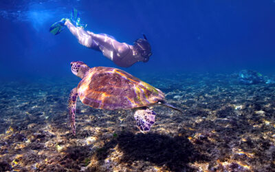 The Turtle Story I